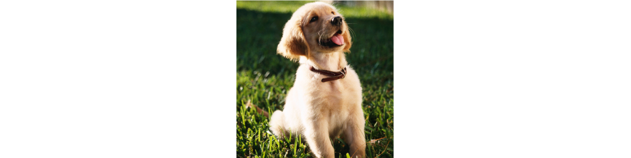 Canino