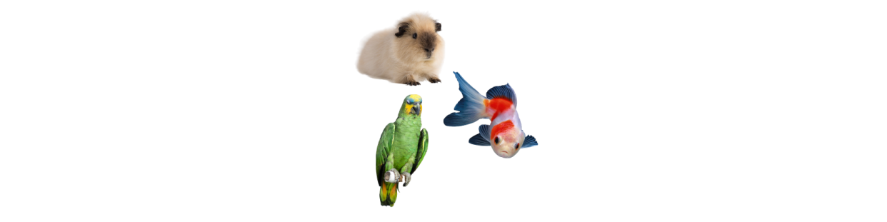 Peces-Aves-Roedores
