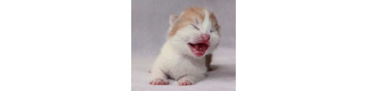 Gatitos