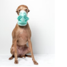 Respiratorios