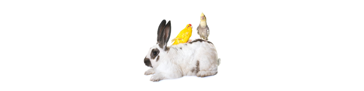 Peces-Aves-Roedores