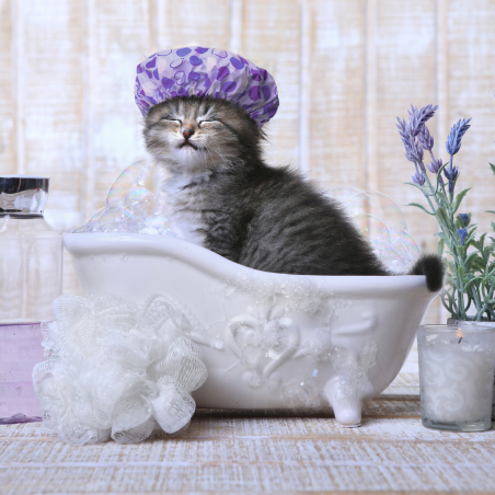 Baño y Peluquería Gato + Shampoo