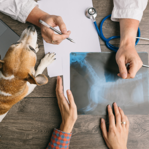 Consulta Médica Veterinaria