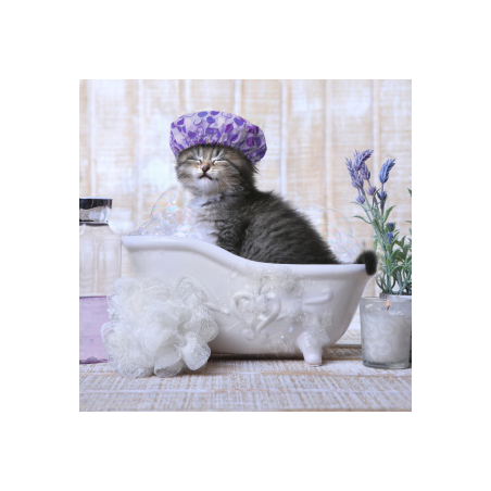Baño y Peluquería Gato + Shampoo